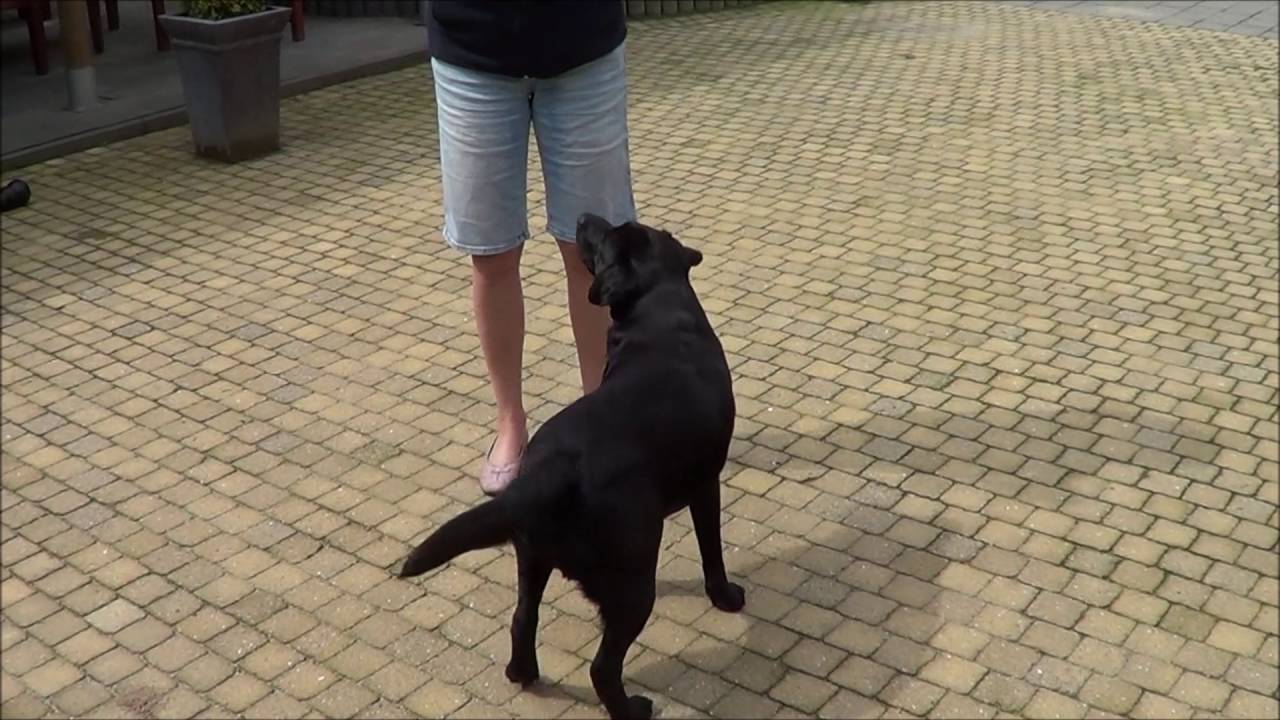 clickertraining part 1