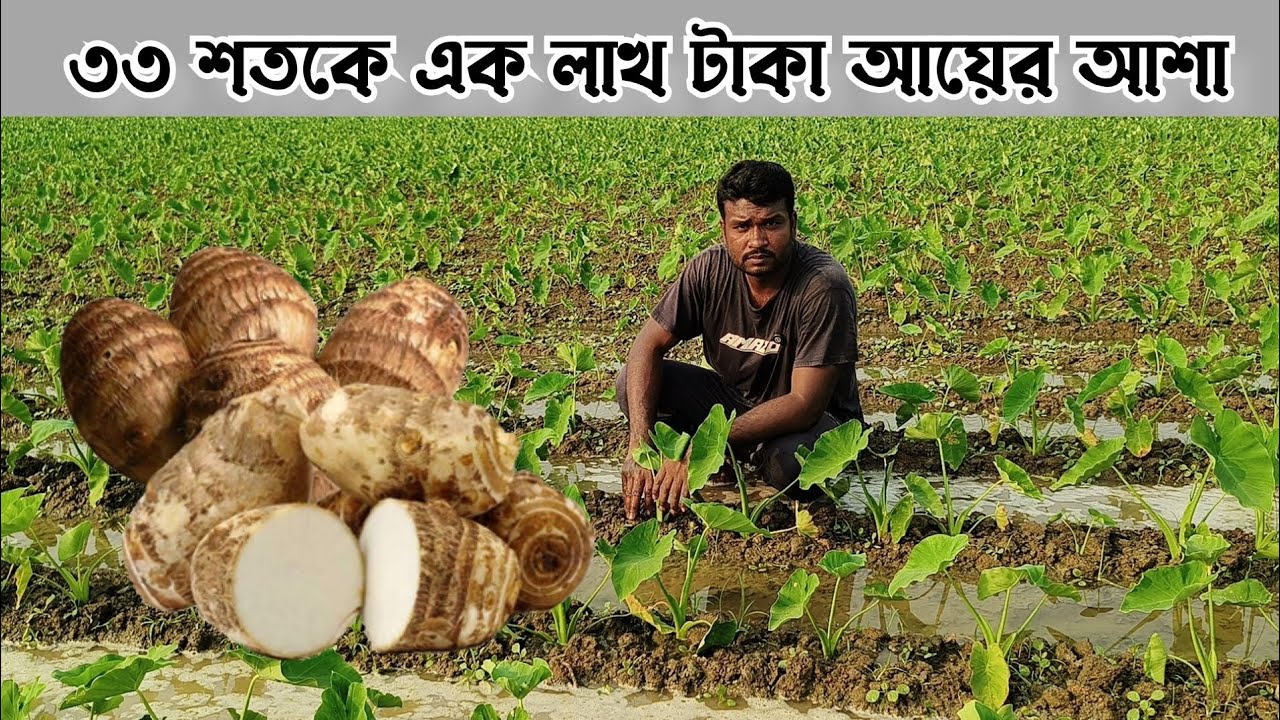 মুখি কচু / ইরি কচুর চাষ পদ্ধতি বা সঠিক নিয়ম। তরুণ কৃষকের থেকে A to Z বিস্তারিত 