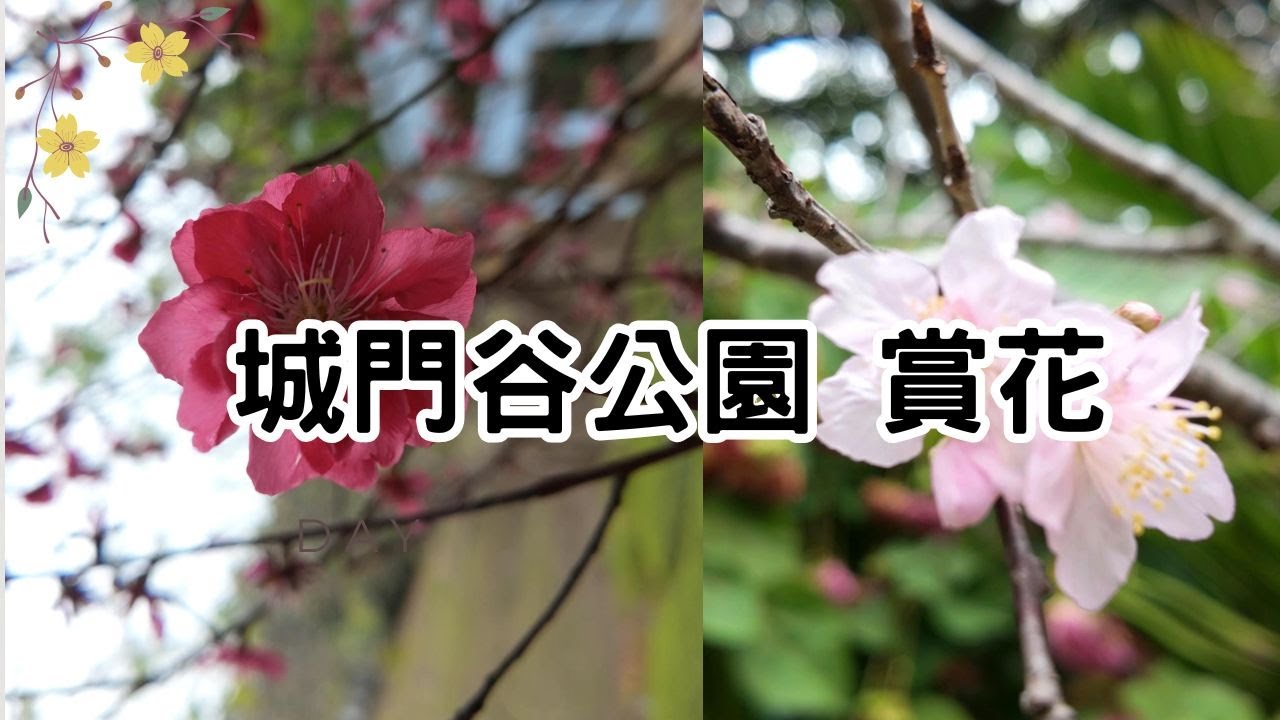 【城門谷公園 賞花】鬧市有瀑布｜噴泉｜池塘｜鯉魚池｜荷花池｜石春路｜賞花｜玫瑰園｜榕樹｜南園｜北園｜假日好去處｜香港好去處｜行山路線介紹｜簡單行山