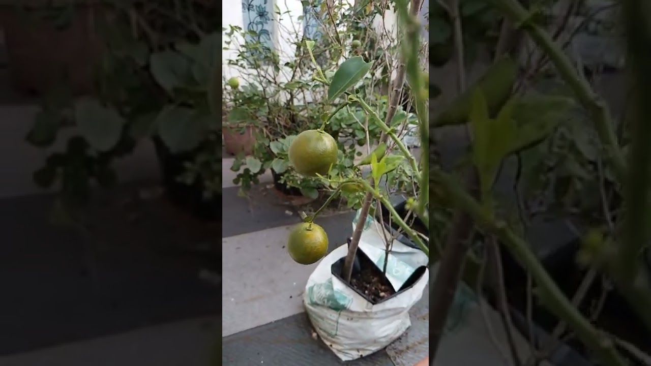 #orange #orangefarming #keralafarming #kochi 🍊🍊🍊