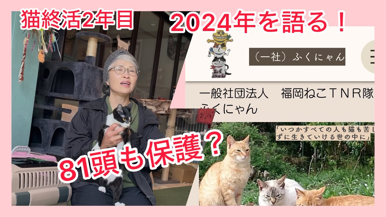 保護猫81頭　社団法人立ち上げ　劇務の1年