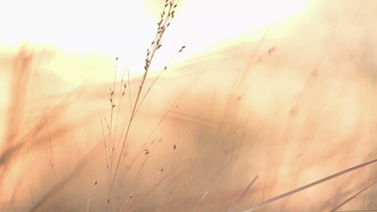 1 Hour Soft Focus Ambient Video – Gentle Grass in Warm Golden Light (No Music)