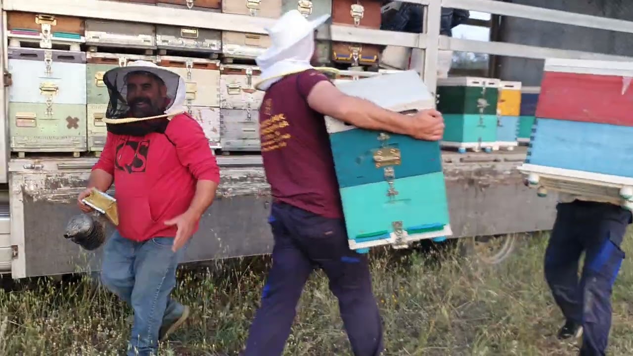 ΦΟΡΤΩΜΑ ΜΕΛΙΣΣΙΩΝ ΑΠΟ ΤΑ ΠΟΡΤΟΚΑΛΙΑ ΣΕ ΧΡΟΝΟ ΡΕΚΟΡ