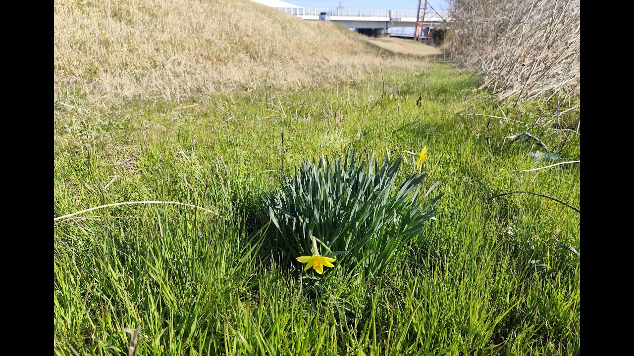 田舎の骨董屋の活け花・その37瀬戸の捏ね鉢に水仙と紫陽花を活ける