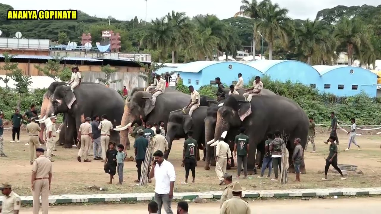 🐘💥 Cannon Fire & Elephant Preparation for dasara | Royal Tradition at Mysore Palace