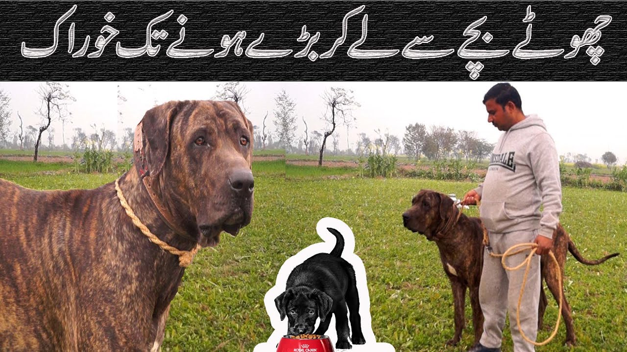 Pakistani Bully Kutta Care Tips Bully Kutta