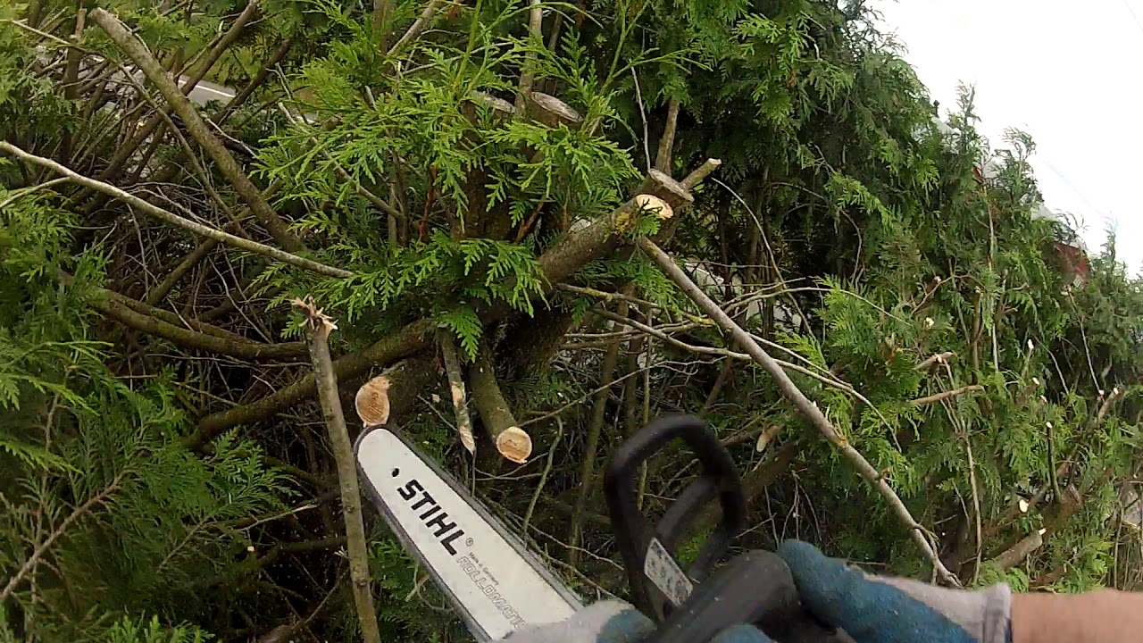 Certified Utility Arborist