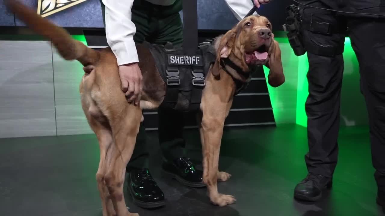 Meet the K9 who helped find a 79-year-old man after a nearly 24-hour search in Lee County