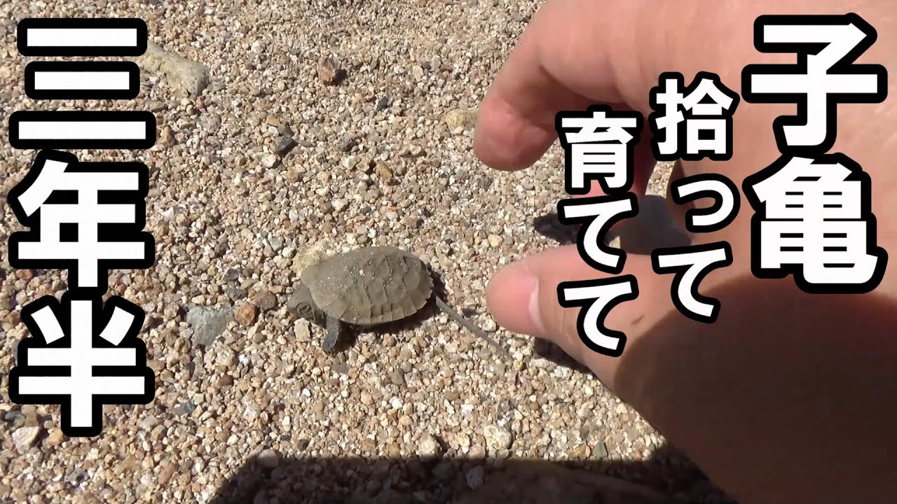 川で拾った子亀、3年半で巨大に！　世界一かっこいい亀になりました！イシガメのエサ太郎（水槽の模様替え）＃亀水槽＃亀飼育＃イシガメ