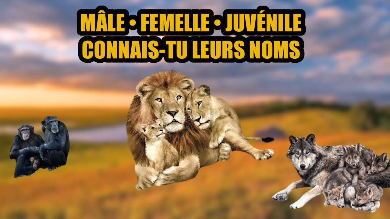 Quel est le nom de Papa, Maman & Bébé Animaux ?