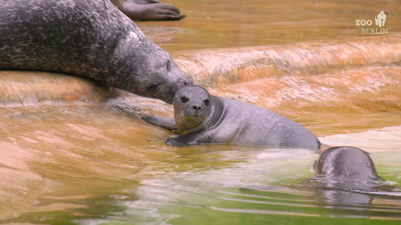 Zweifacher Nachwuchs bei den Seehunde im Zoo Berlin - Two Seal babies at Zoo Berlin
