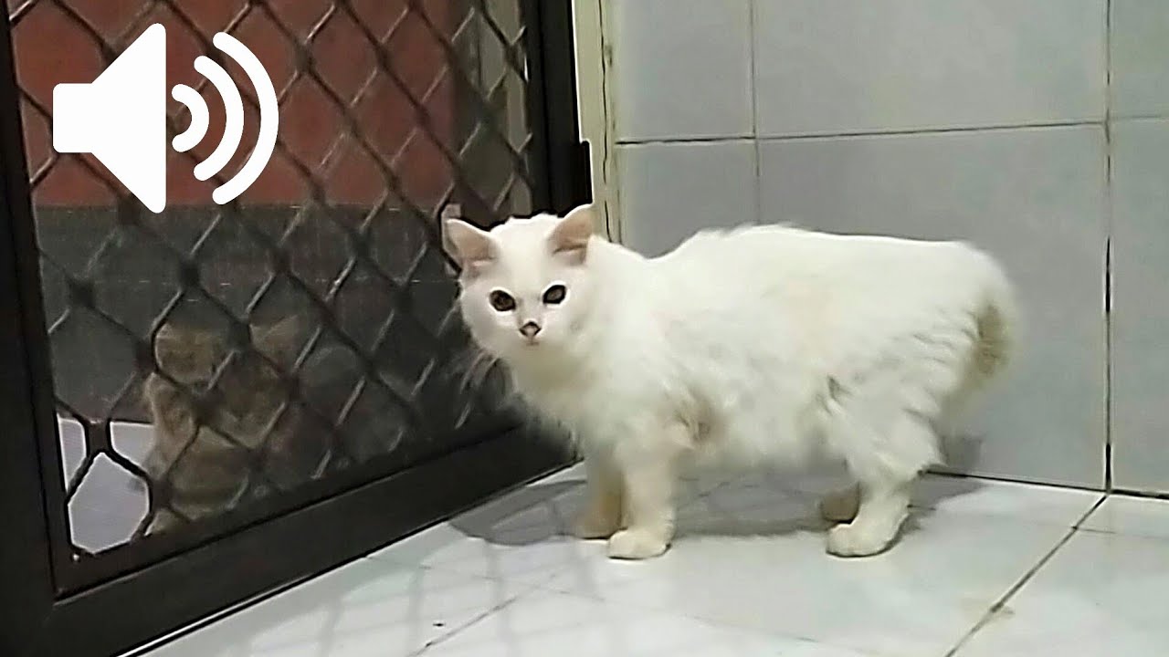 Suara Kucing Jantan Marah - Yuk PRANK Kucing Dan Anjingmu