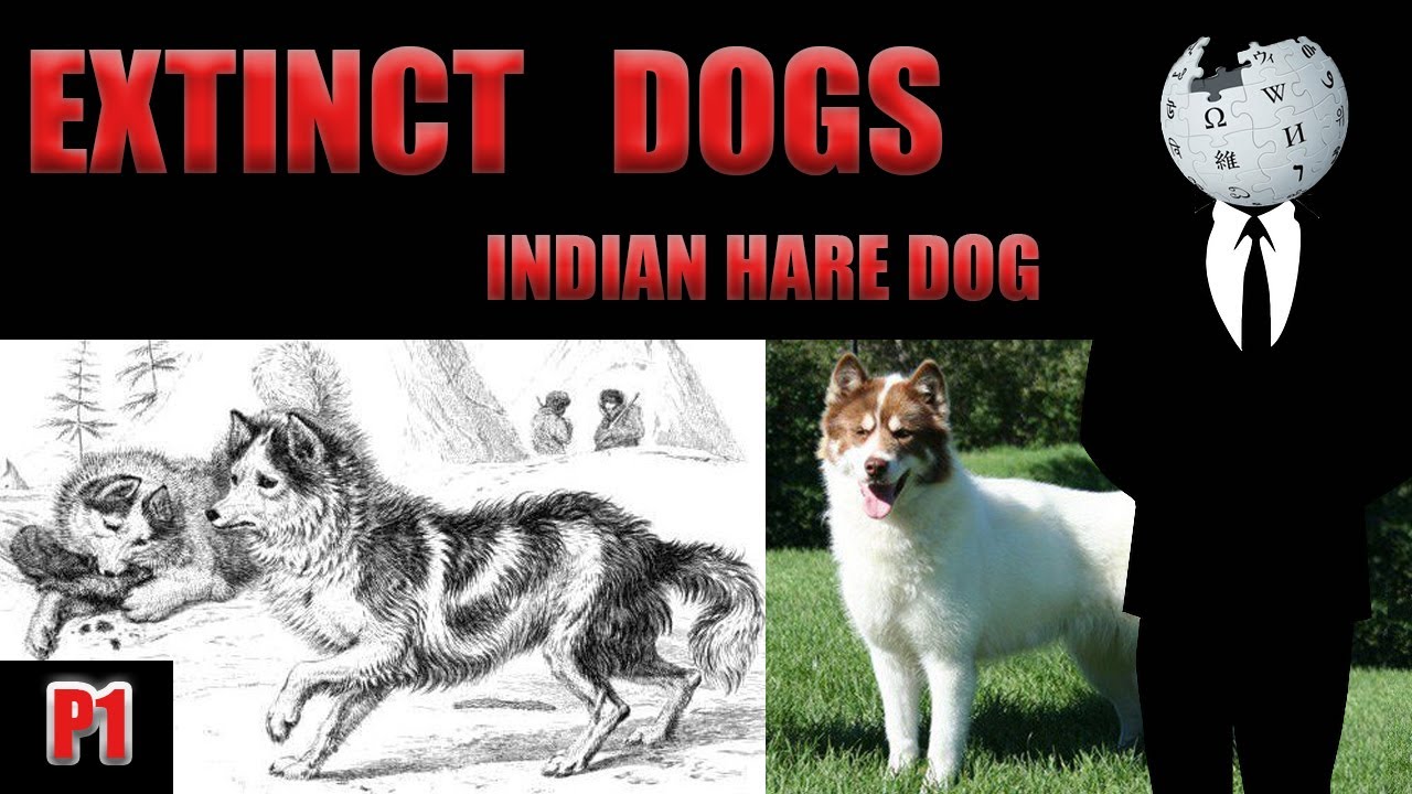 EXTINCT DOGS | Indian Hare dog |the voice of WIKI