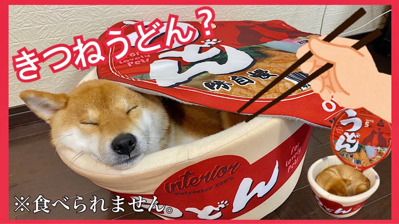 【柴犬】きつねうどんいかがでしょうか。