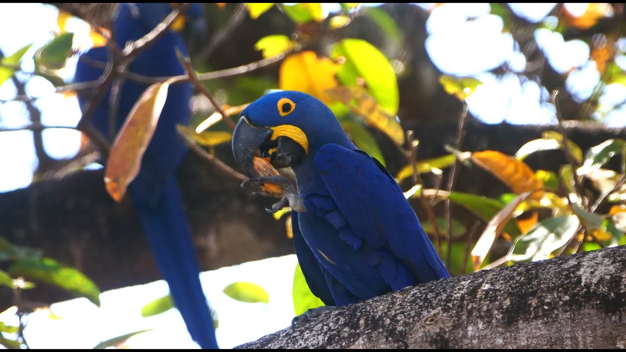 Birds of Brazil's Pantanal and Cerrado