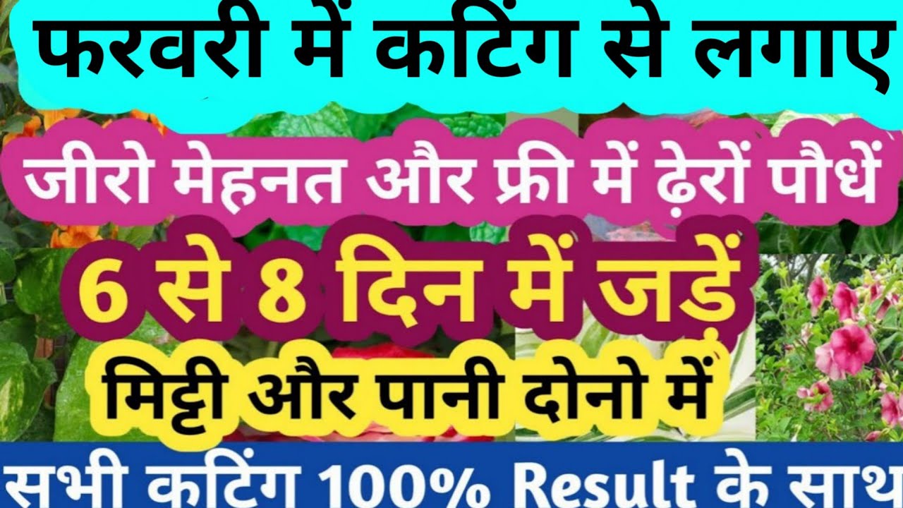 फरवरी में कटिंग से  लगने वाले पौधें/Grow plants cutting in Feburary/फूल वाले पौधे#balconygardening