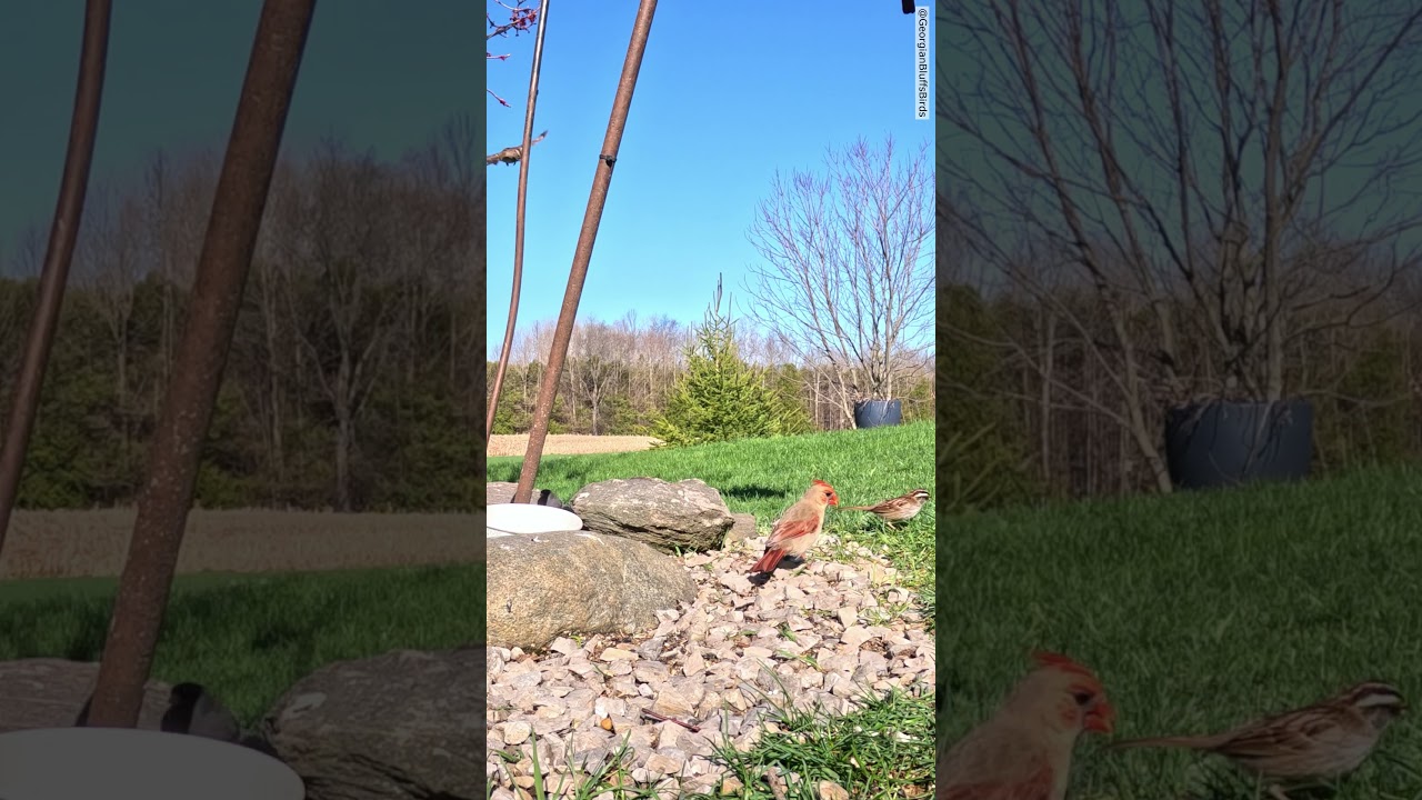 A few birds searching for discarded seeds under the feeder | Female Cardinal  | #birds #birdfeeder