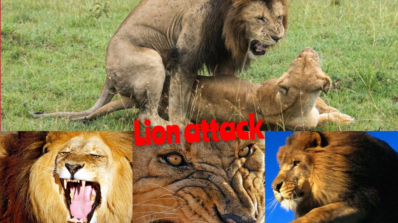 Lion attack survival tips
