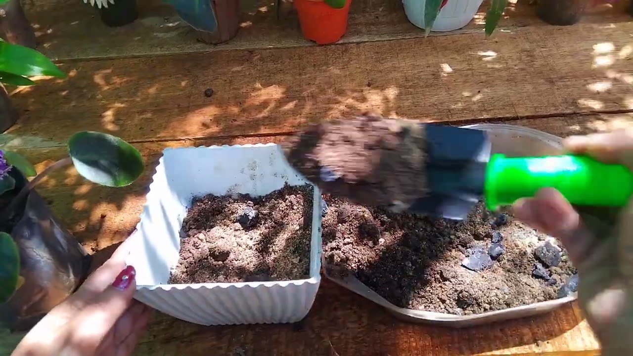 මිලදීගත්  African violet  පැලයක් නිවසට ගෙනවිත් නැවත බඳුන්ගත කිරීම