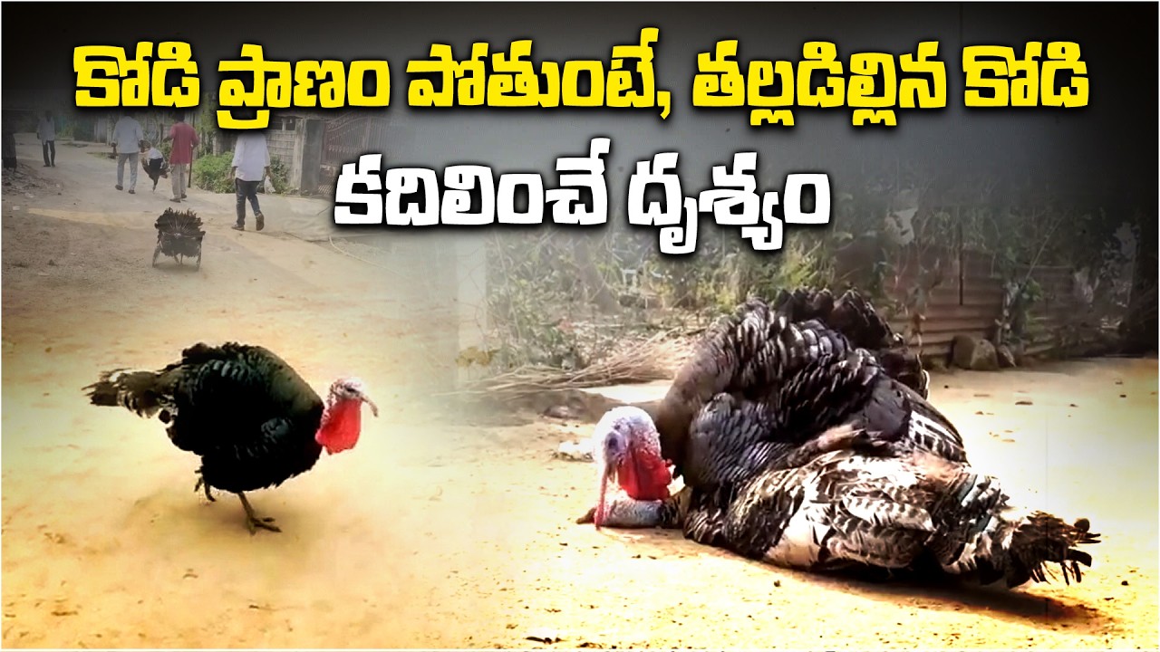 Heartbreaking Bond Between 2 Turkey Cocks in Mahabubabad | One Refuses Food After Companion’s Death