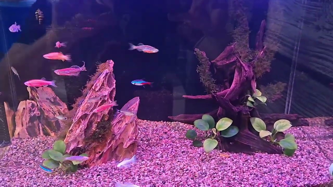 Лучший помощник для аквариума улитка 🐌 🐌 🐌 ???