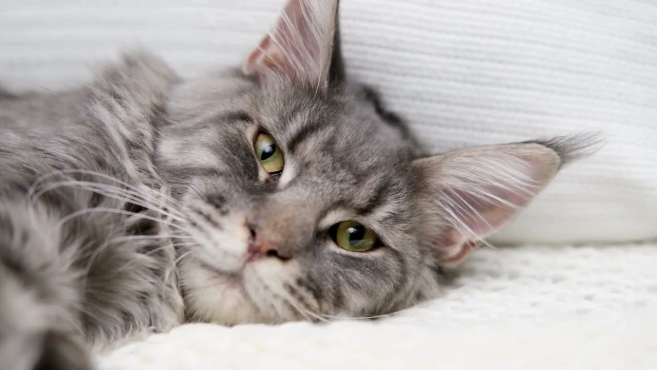 Maine Coon Relaxing Music for Stress Relief and Overthinking 10 Hours of Calming Peaceful Sounds