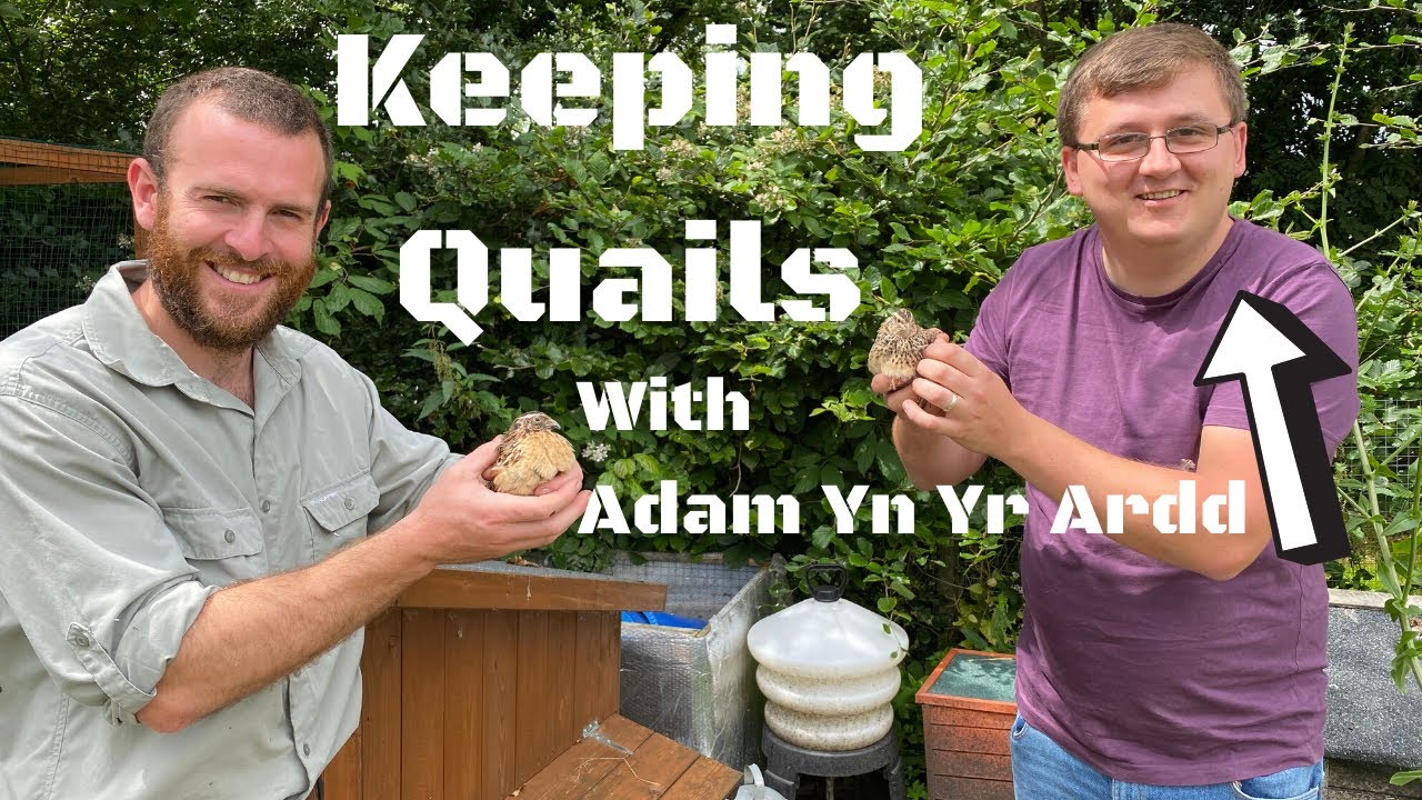 How To Keep Quails. Keeping Quails For Beginners With Adam Yn Yr Ardd!! Everything You Need to Know!