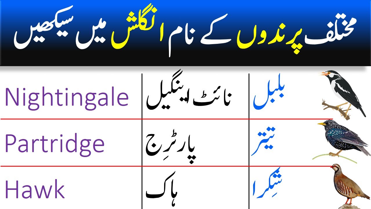Birds Name in English with Their Meanings in Urdu | AW English