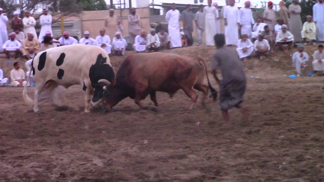 المطرب & دودوه