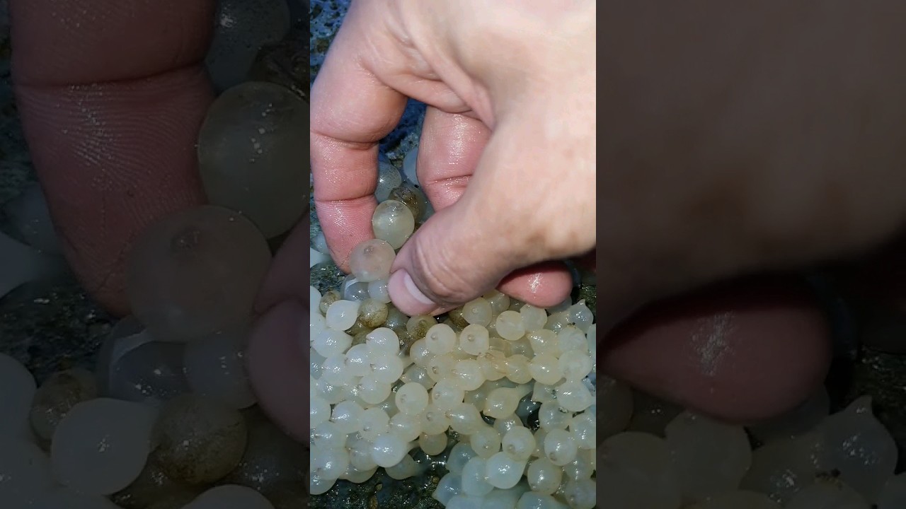 squid eggs hatching - تولد ماهی مرکب  سواحل قشم