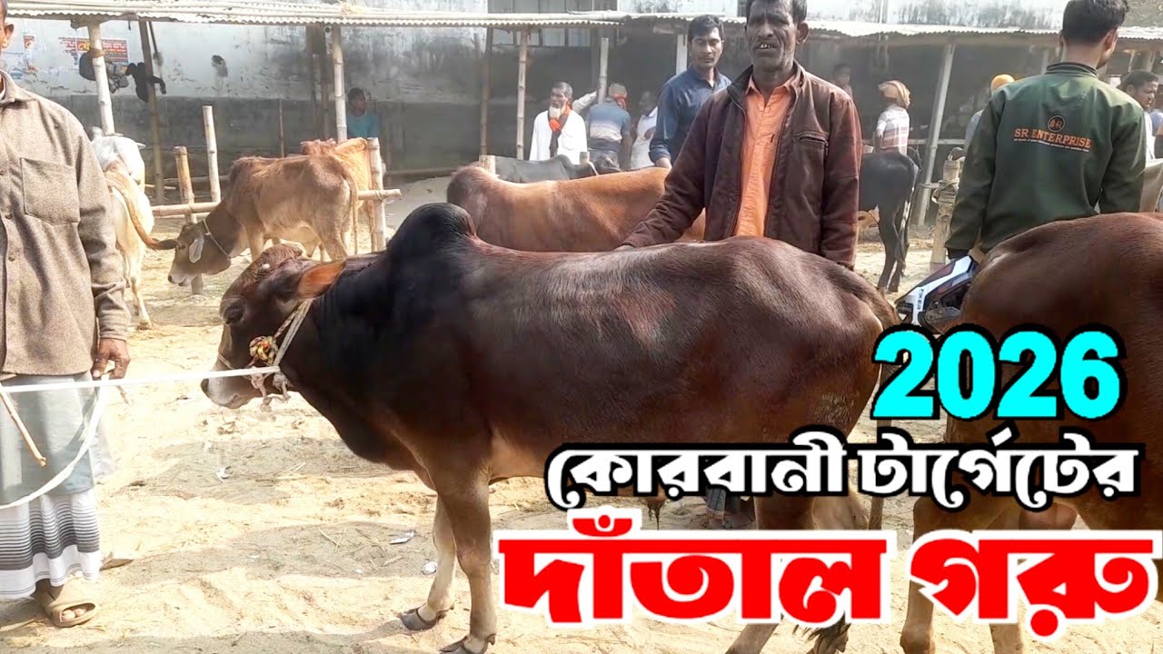 ২৯ জানুয়ারি ২০২৬ | কোরবানী টার্গেটের দাঁতাল গরুর দামদর পঞ্চগড় হাটে | Cowmarket