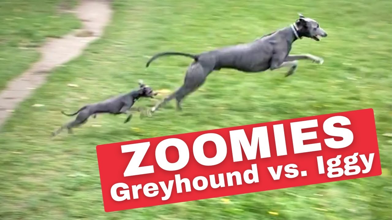 ITALIAN GREYHOUND vs. GREYHOUND | Running Full Speed