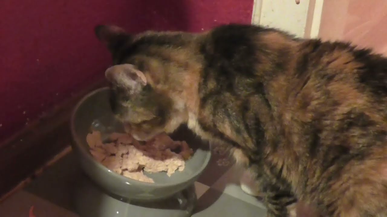 Susi isst Veterinary Futter