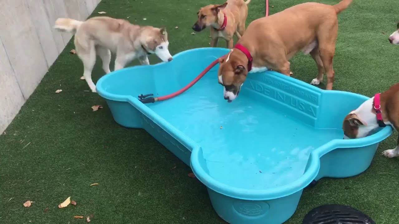 Power of the Play Yard - Starbucks (Cuyahoga County Animal Shelter)
