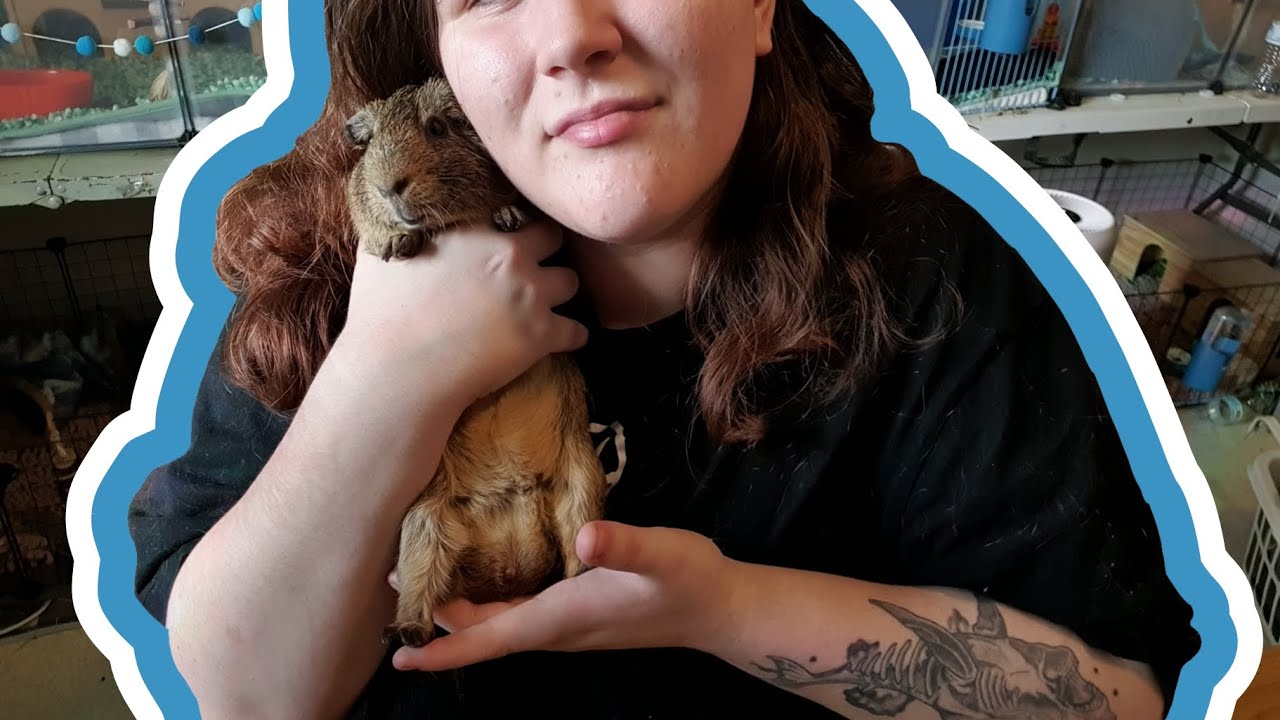 How To : Guinea Pig Boar Cleaning!
