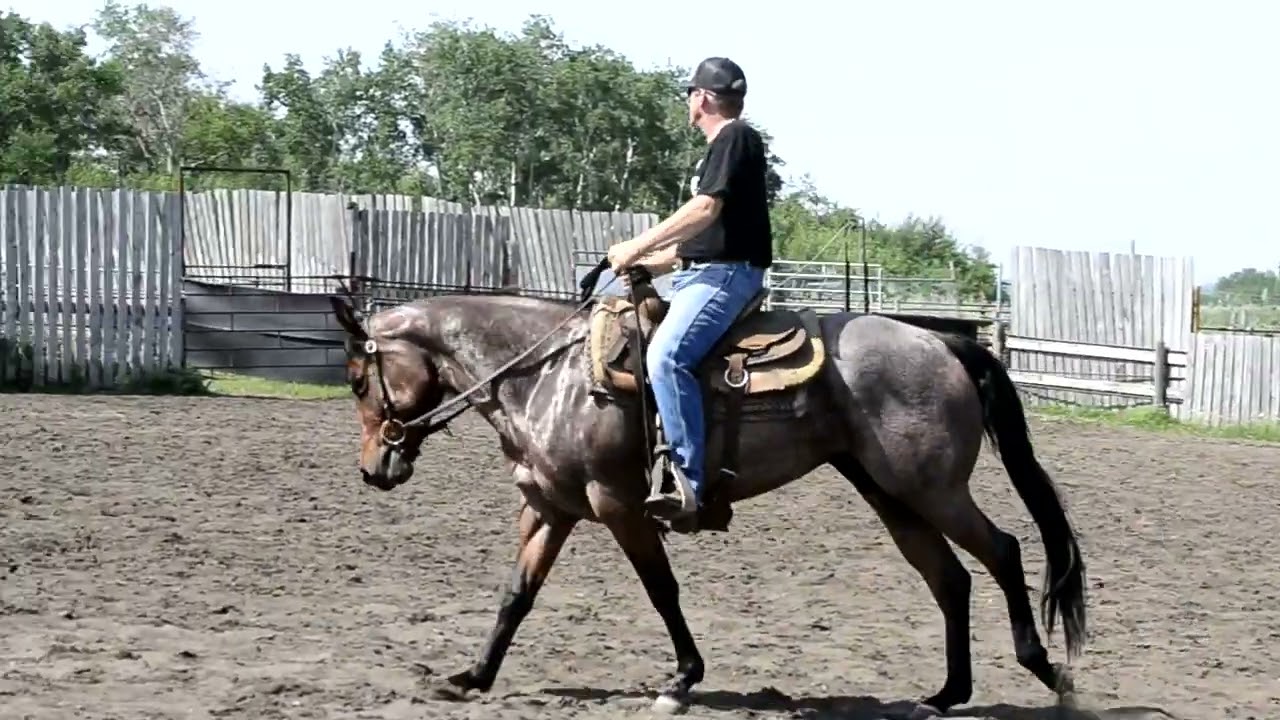 2020 AQHA Bay Roan Mare