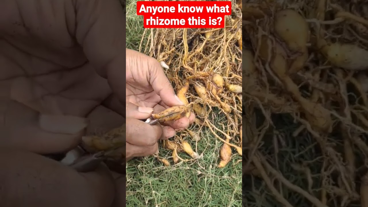 anyone know what rhizome this is? #plants #plant