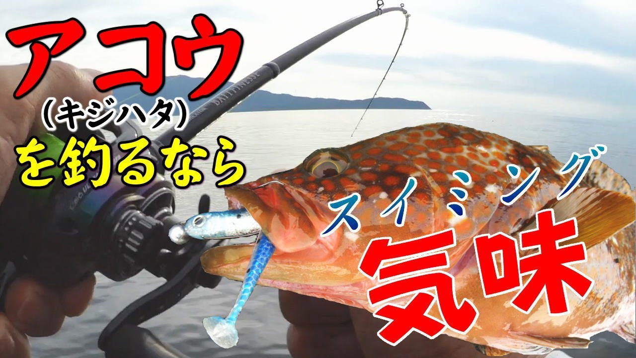 アコウ（キジハタ）を釣るなら【スイミング気味釣法】で決まり！アコウ以外にもガシラや青物など様々な魚が釣れて面白い！！