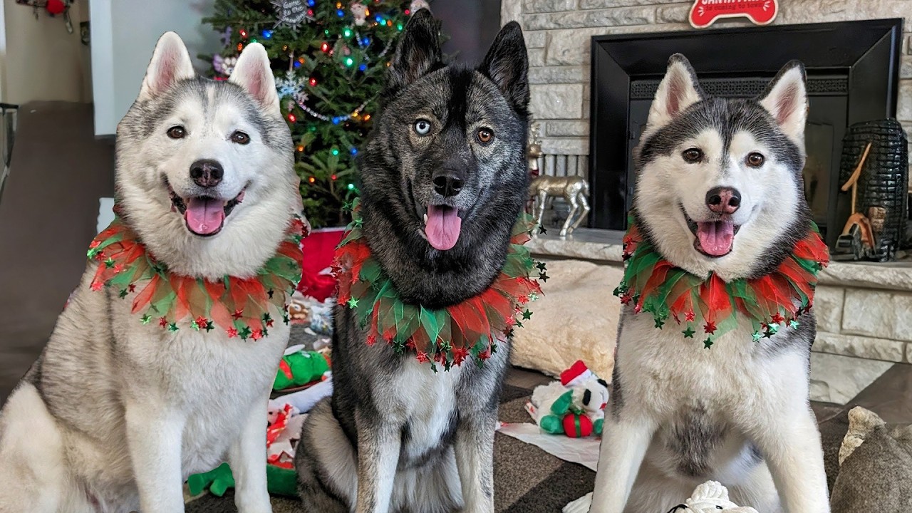 A Relaxing Christmas Day With The Dogs