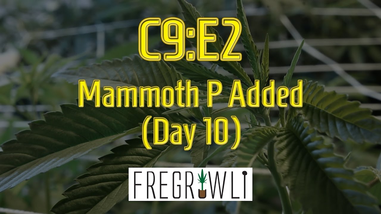 C9:E2-Mammoth P Added (Day 10)