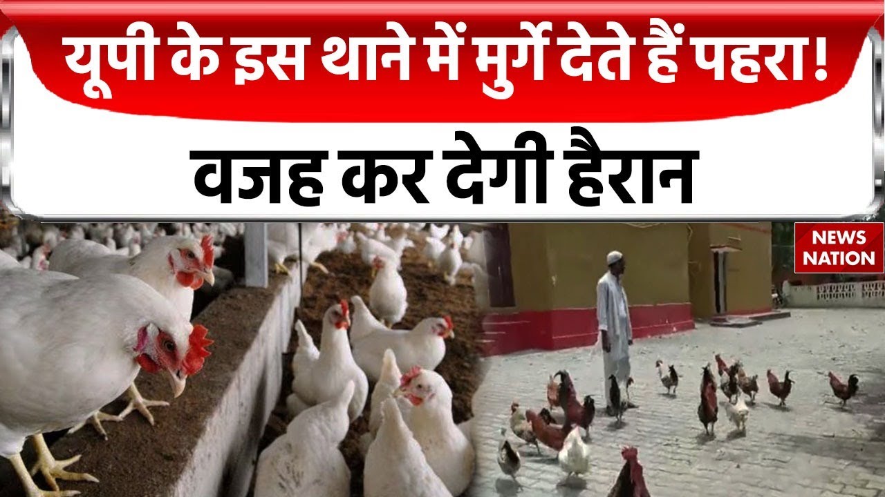 UP News: Ballia पुलिस थाने में कहां से आए सैकड़ों मुर्गे ? देखिए News Nation की खास रिपोर्ट