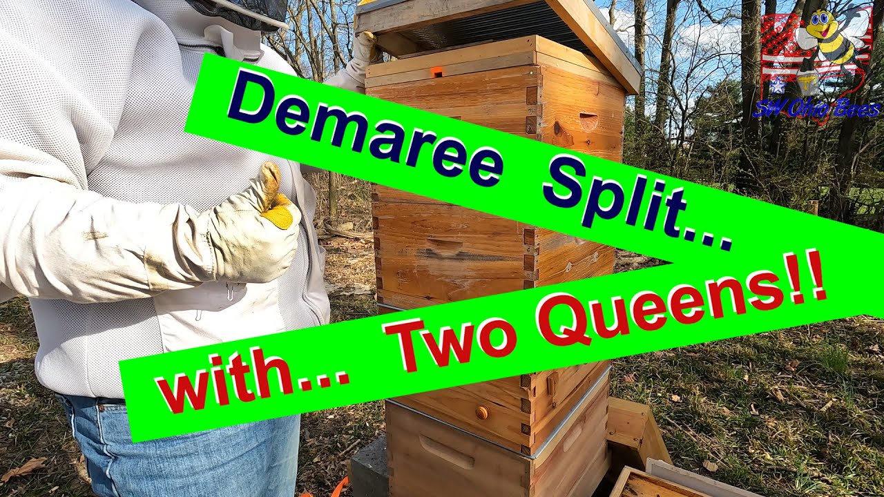 Demaree Split Method: With the Goal of a Dual Queen Hive