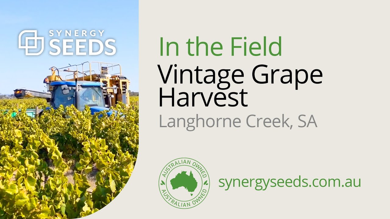 Vintage Grape Harvest - Synergy Seeds Australia