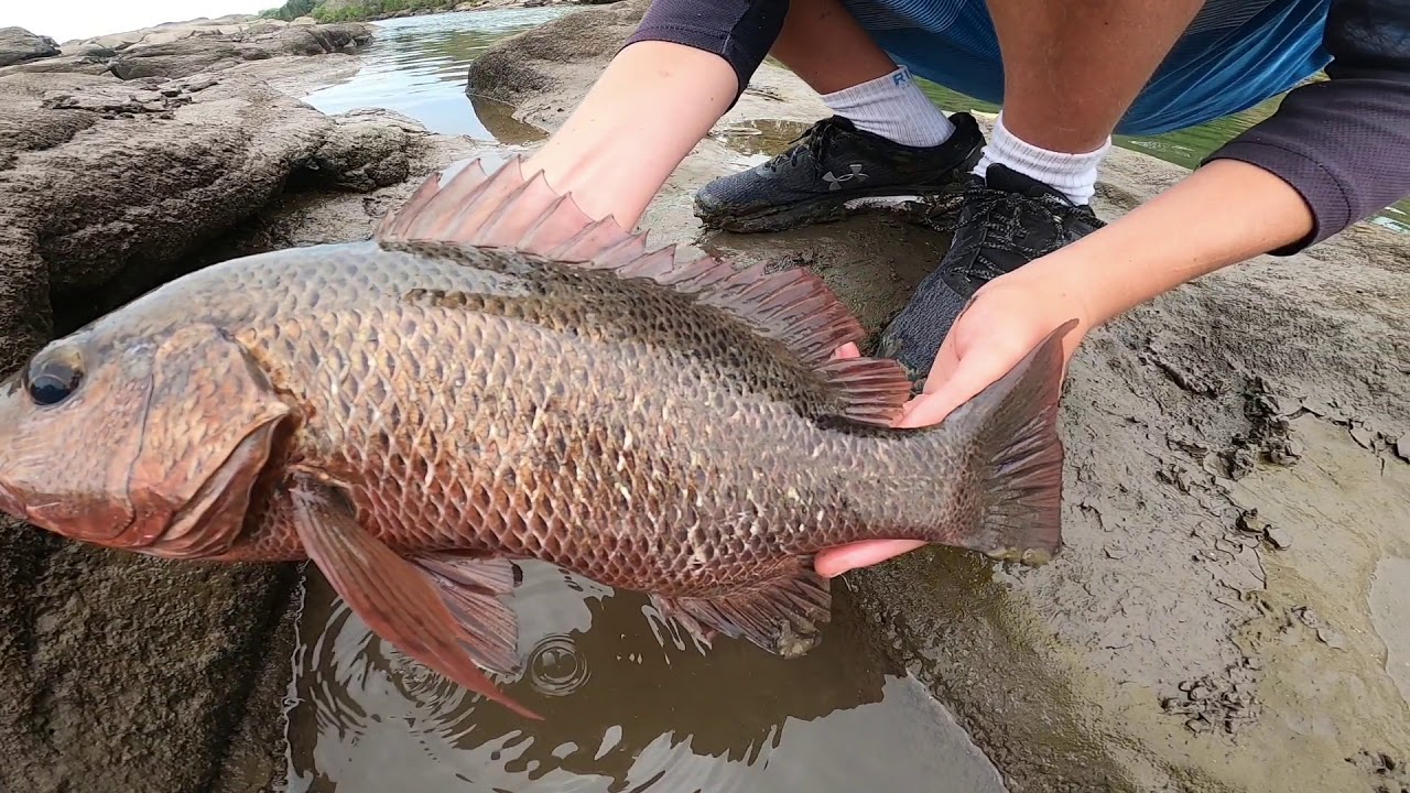 barramundi and mangrove jack landbased (mackay)