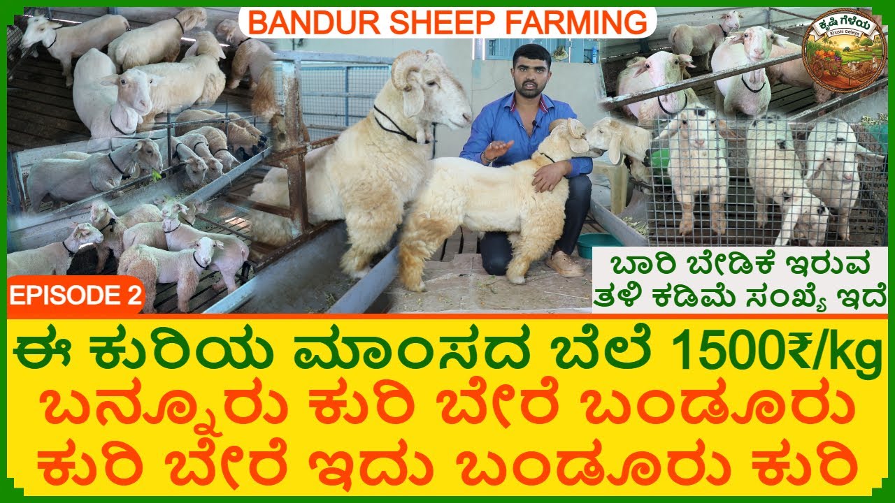 ಬಂಡೂರು ಕುರಿ ಈ ಕುರಿಯ ಮಾಂಸದ ಬೆಲೆ 1500₹/kg ಬಾರಿ ಬೇಡಿಕೆ ಇರುವ ತಳಿ ರಾಜರು ಕಂಡು ಹಿಂಡಿದ ತಳಿ Bandur Sheep