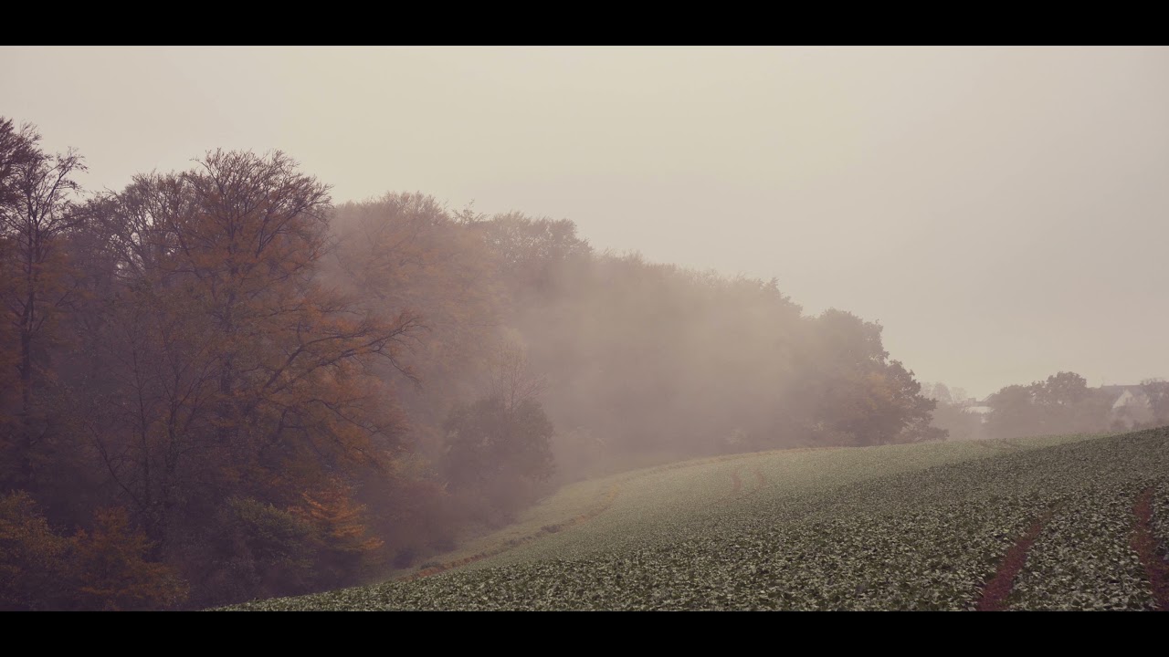 Herbstwald...