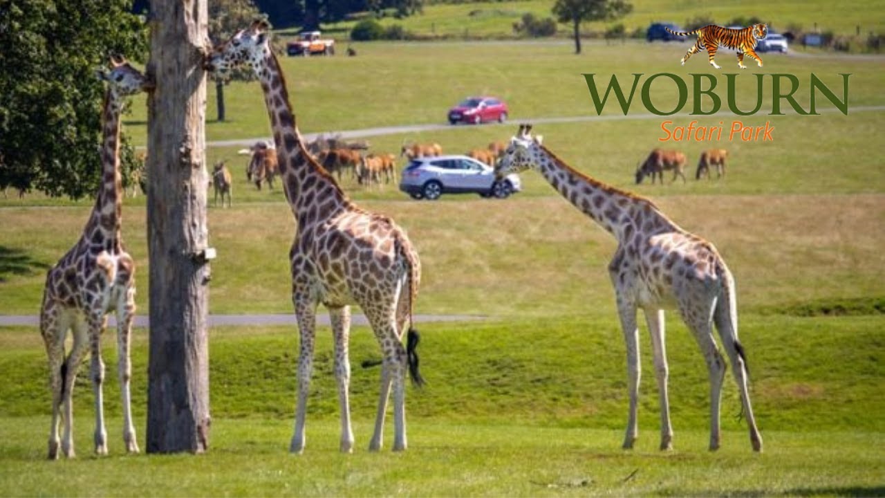 Woburn Safari vs Local Zoo Which is BETTER for Families