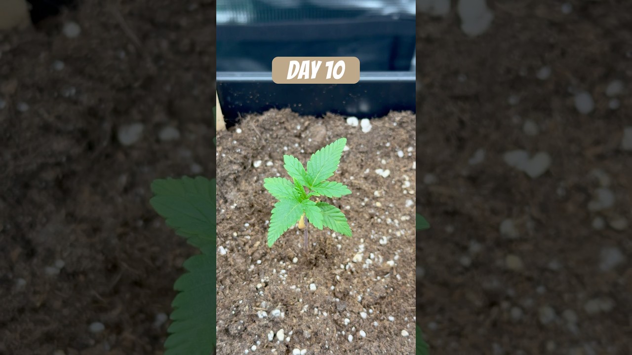 Lemon Cherry Pie and Mac n Jack a bit delayed #grow #plants #gardening
