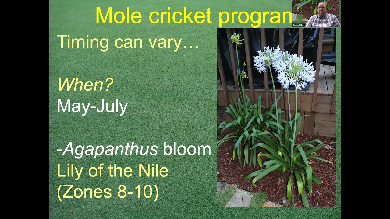 Two common problems with mole cricket management