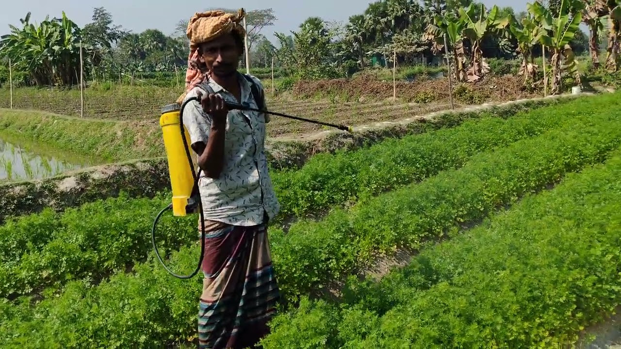 ধনুয়া চাষ করে ১০ হাজার টাকা লস